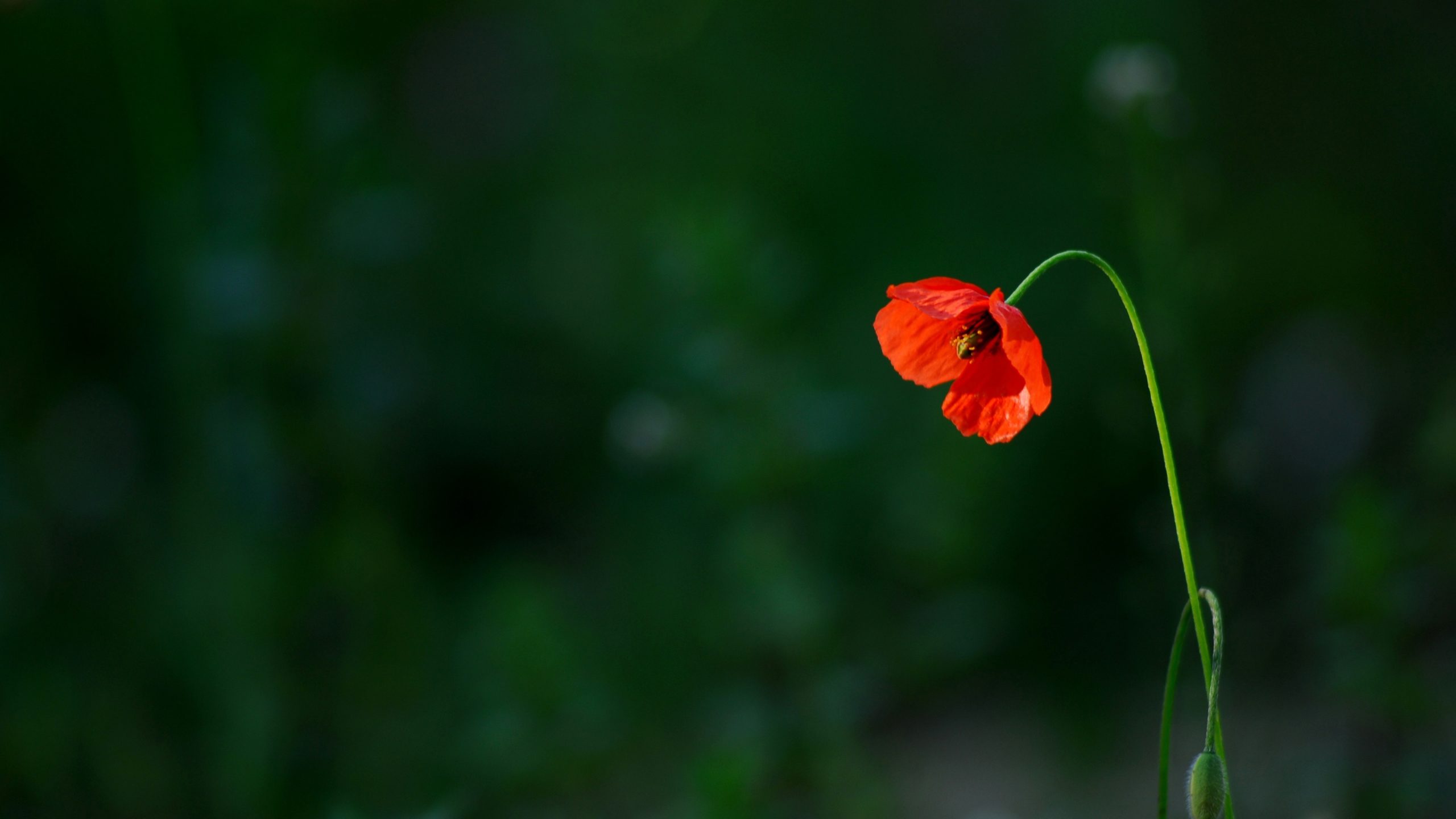 orange flower with green stem