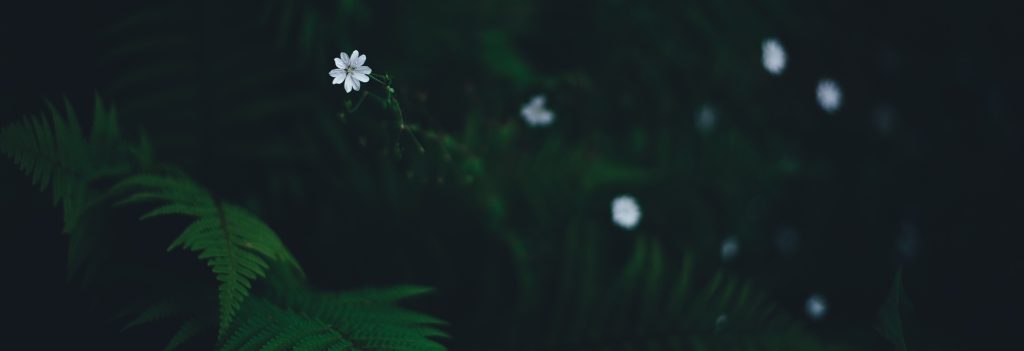 white flower in green bush